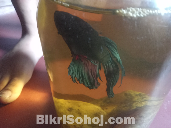 Betta fish (black and purple) color